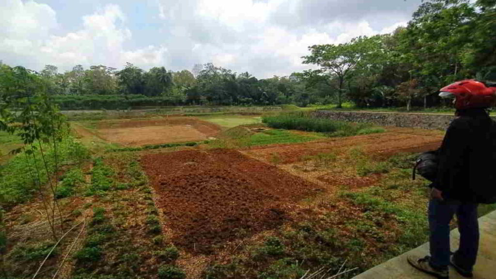 Situ Rancabungur Benteng Ciamis Mengering , Warga Tanam Sayuran