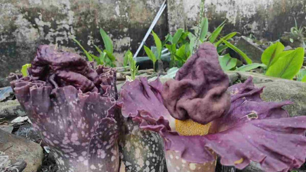 Bunga Bangkai di Tasikmalaya
