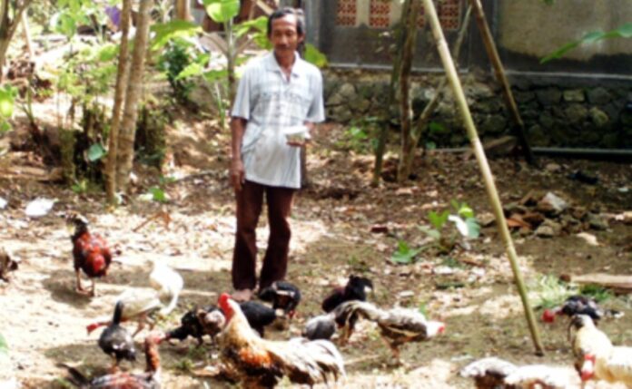 Peternakan Ayam Kampung di Kawali