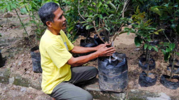 pohon lengkeng