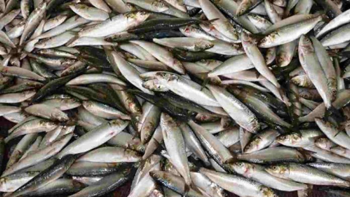 Tangkapan Ikan