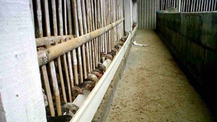 Peluang Usaha Ayam Sentul Banyak Diminati