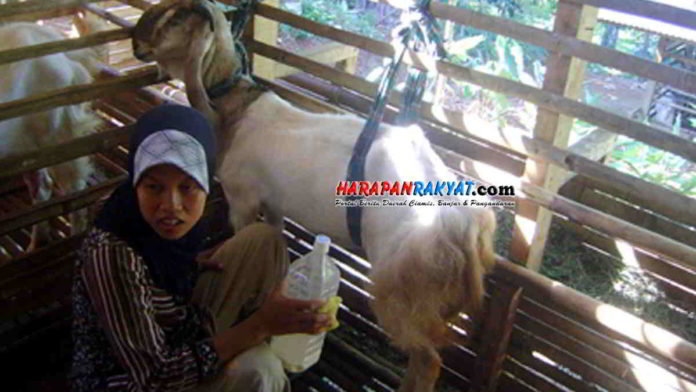 Susu Kambing Etawa Makin Diminati Konsumen