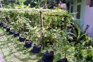 Berbagai jenis tanaman sayur-sayuran terlihat memenuhi pekarangan salah satu rumah warga di Dusun Cipantaran, Desa Cibeureum, Kec/Kota Banjar. Daerah itu merupakan cikal bakal Kawasan Rumah Pangan Lestari (KRPL) tahun 2012. Foto : Eva Latifah/HR.