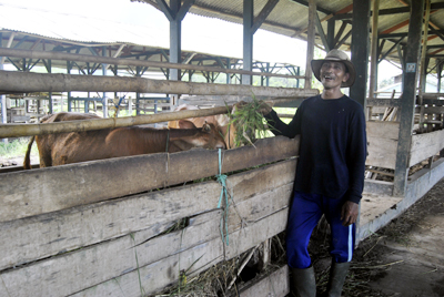 Dede Rohmat, anggota Kelompok Mitra Jaya yang masih aktif tengah memberi pakan kepada ternak sapi yang dikelolanya. Foto : Eva Latifah/HR.