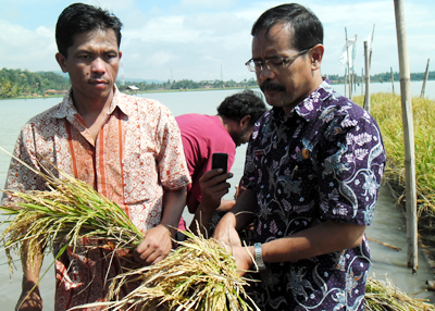 Kadis Pertanian Ciamis, Nana Supriatna bersama Sekjen IPPHTI secara seimbolik memulai panen raya padi apung di Ciganjeng Padaherang. Madlani/HR.