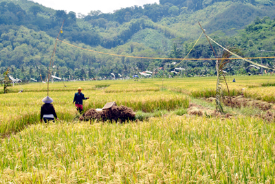 Sebagian lahan sawah di Kota Banjar telah beralih fungsi. Secara topografis bentukan lahan di wilayah Banjar mempunyai kesuburan tanah cukup baik, sehingga berpotensi untuk kegiatan usaha pertanian. Foto : Eva Latifah/HR.