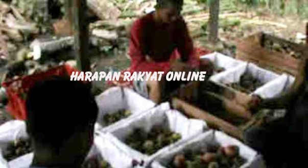 manggis 5