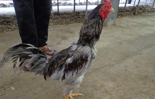 Begini Cerita Awal Perkembangan Ayam  Sentul Ciamis