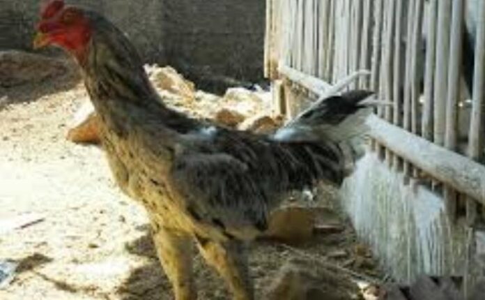 Ini Strategi Disnak Bangkitkan Usaha Ternak Ayam Sentul di Ciamis