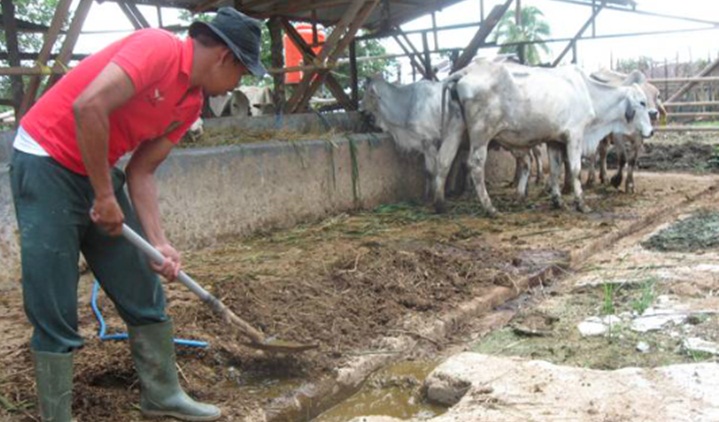 Apa penyebab warga terganggu dengan peternakan sapi
