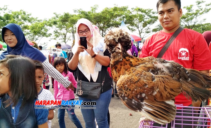 Ayam poland