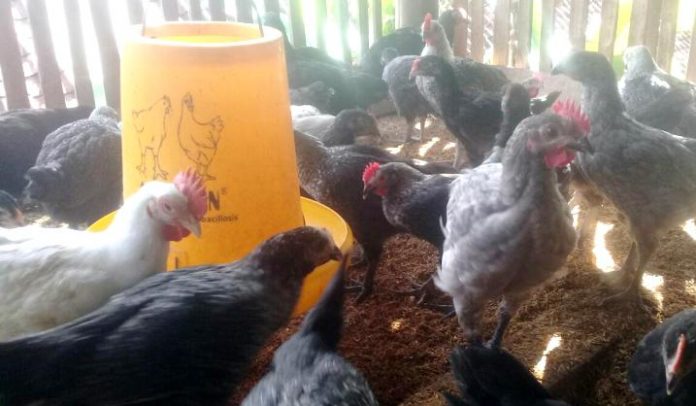 Inilah Ayam Sentul Prima, Hasil Perkawinan Silang Antara Ayam Ciamis dengan Malang
