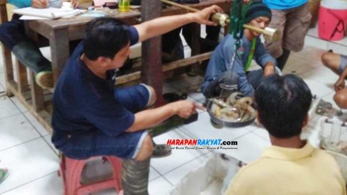 Jelang Natal dan Tahun Baru, Harga Udang di Pangandaran Naik 100 Persen