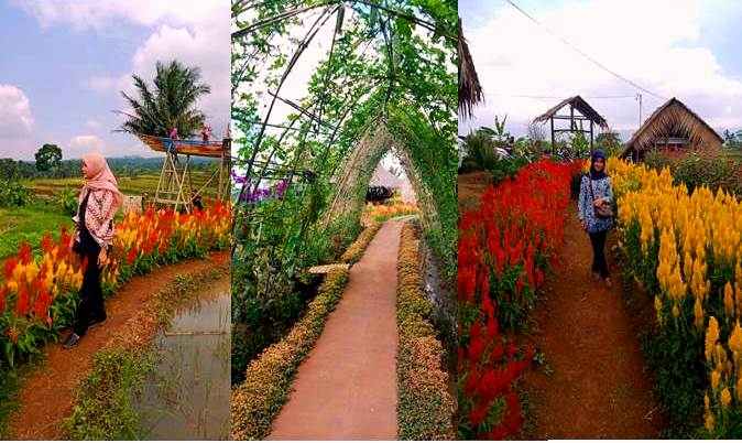 Kampoeng Sawah Ciamis, Objek Wisata Keluarga Yang Instagramble Buat Penggila Selfi - Harapan Rakyat Online