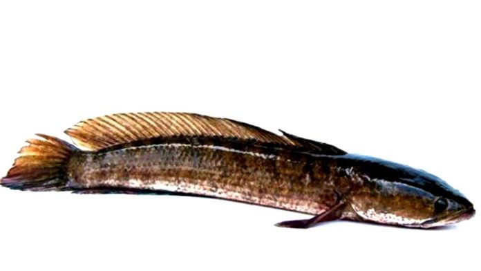 Manfaat ikan gabus