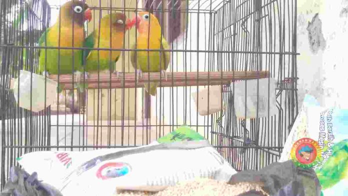 Pecinta Burung Love Bird
