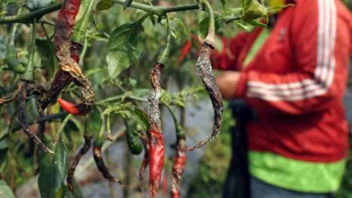 Petani Cabai Mekarbuana Ciamis Keluhkan Serangan Hama
