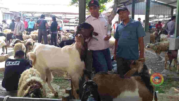 Peternak hewan Qurban