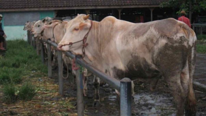 Sapi Tak Layak Kurban