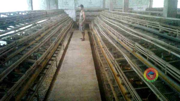 budidaya burung puyuh