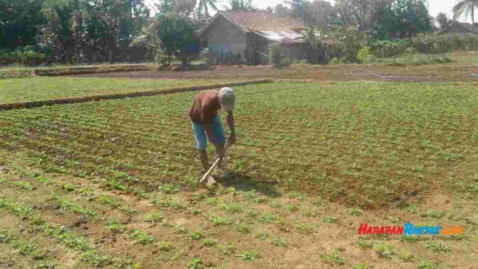 petani kota banjar