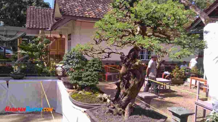 penggemar bonsai di Pamarican