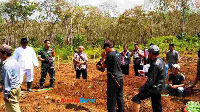 petani pangandaran tanam kol
