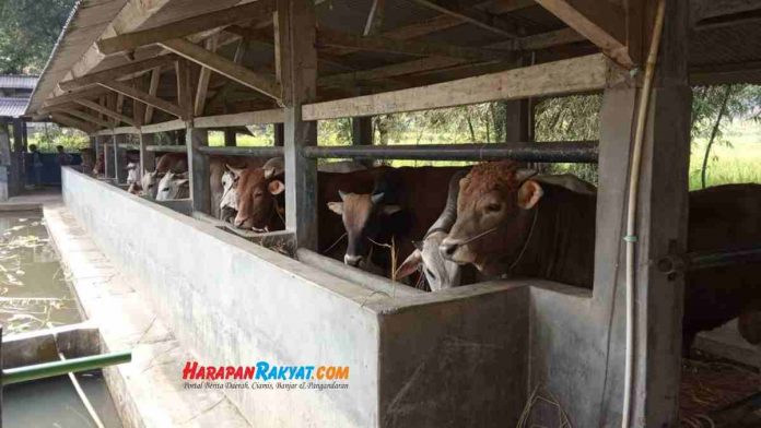 peternak sapi kurban di Ciamis