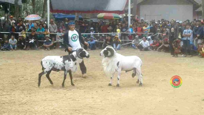 Adu Ketangkasan Domba Garut di Desa Balokang