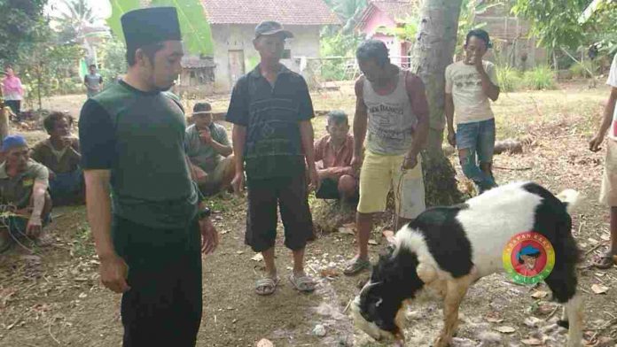 bau prengus kambing
