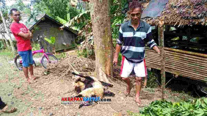 8 Hewan Ternak Domba Milik Warga Bangunjaya Pangandaran Mati Secara Misterius