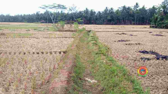 Sawah yang gagal panen