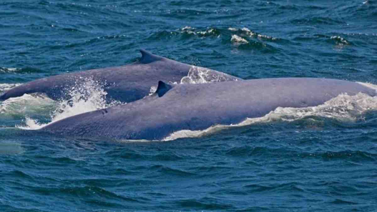 Ada berapa jenis ikan di laut