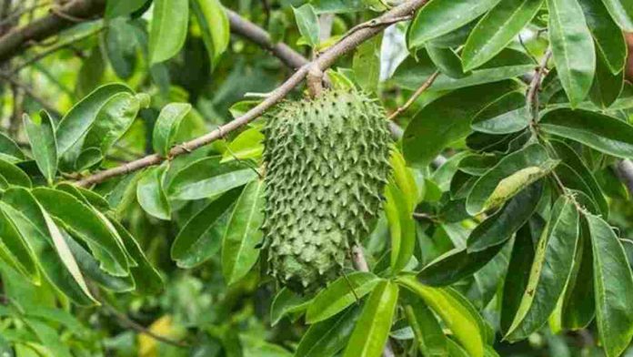 Manfaat Daun Sirsak untuk Diabetes