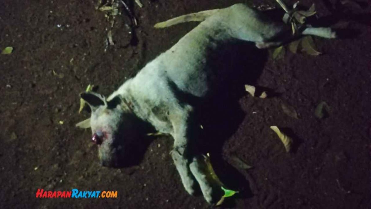 Misteri Domba Mati Di Langkaplancar Pangandaran Terpecahkan