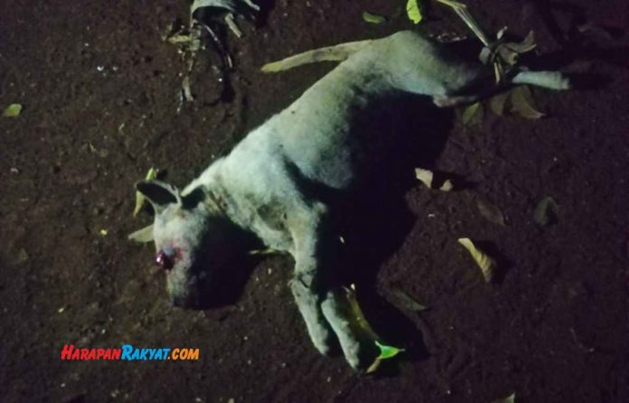 Misteri Domba Mati di Langkaplancar Pangandaran Terpecahkan, 'Pelaku' Ditangkap Warga