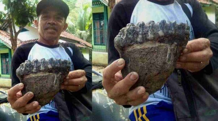 fosil gigi rahang hewan purba