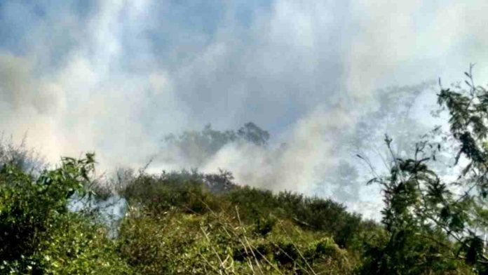 Hutan produksi
