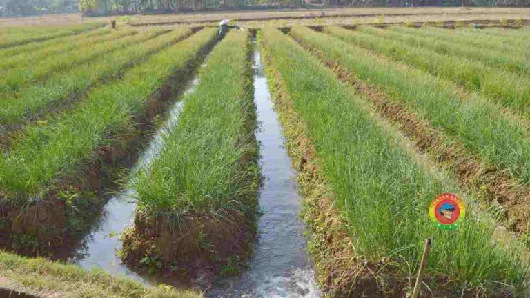 Hasil Panen Lebih Menjanjikan, Petani di Kota Banjar Ini Pilih Tanam