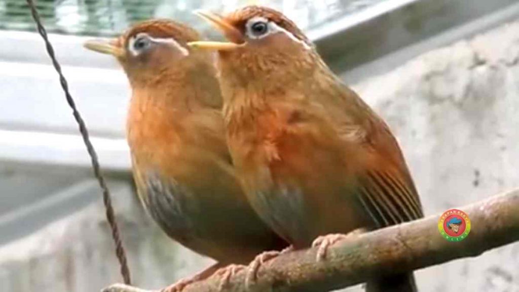 burung wambi burung wambi