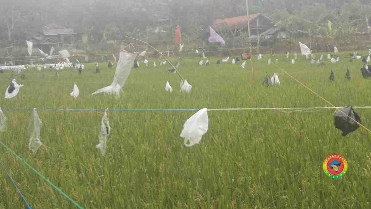 Jelang Panen Sawah Petani di Ciamis Ini Diserang Hama 