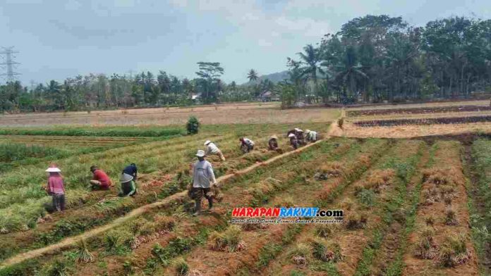 Petani Mandiri di Kota Banjar Panen Raya Bawang Merah 2,5 Ton