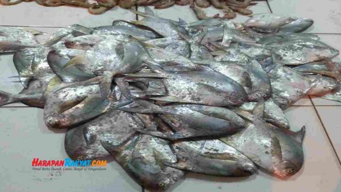 Ikan Laut di Pangandaran
