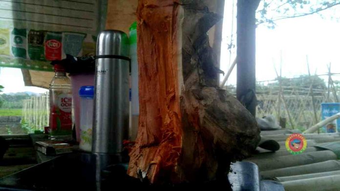 Kayu Secang