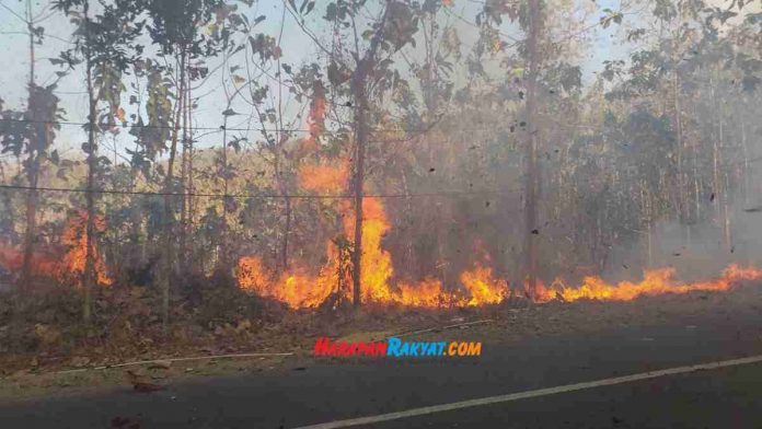Kebakaran Hutan Jati