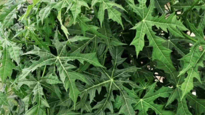 Manfaat Daun Pepaya dan Daun Singkong, Bagus untuk Kesehatan