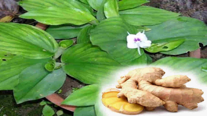 Manfaat Kencur untuk Suara Merdu, Ramuan Herbal Alami dan Aman