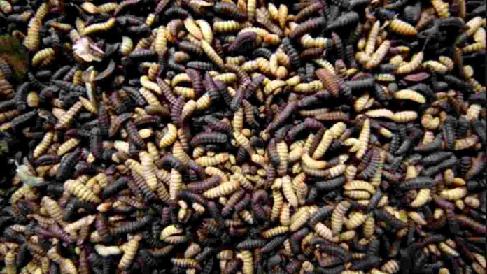 Mas Maggot