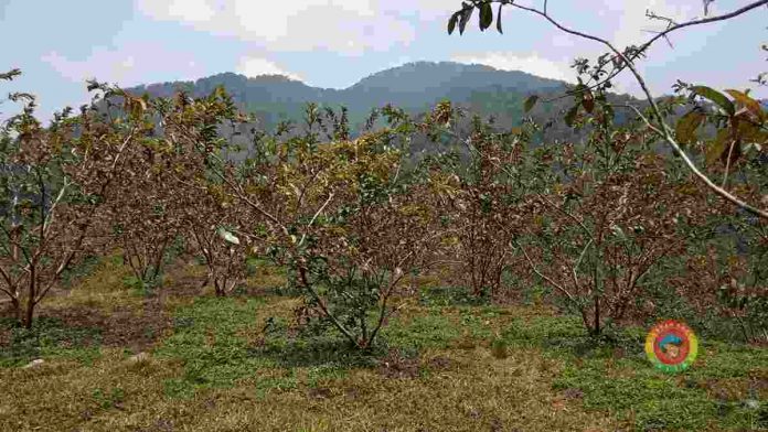 Petani Jambu Biji di Ciamis
